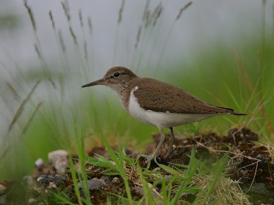 Common Sandpiper