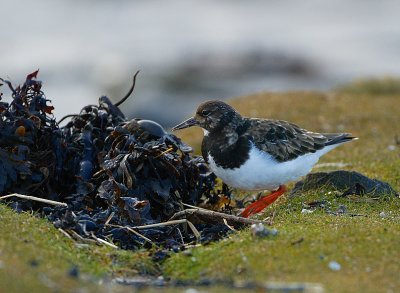 Turnstone