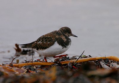 Turnstone