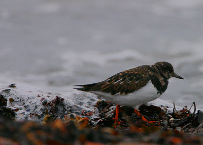 Turnstone