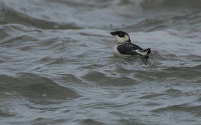 Little Auk or Dovekie (Alle alle)