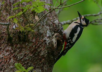 Great-spotted Woodpecker