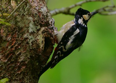 Great-spotted Woodpecker