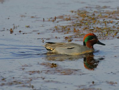 Drake Teal