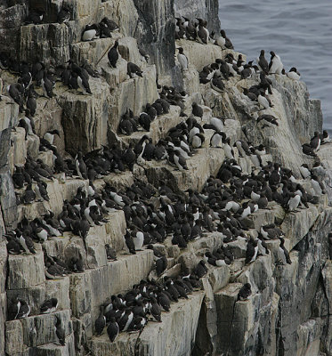 Guillemot city