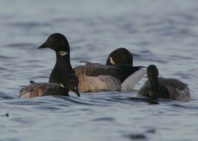 Pale-bellied Brent Geese