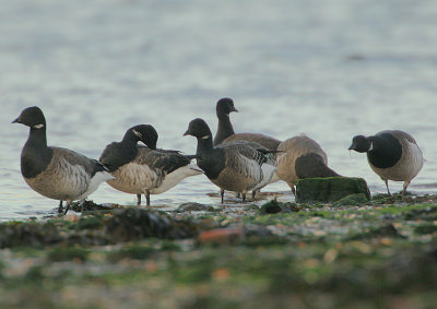 Pale-bellied Brent Geese