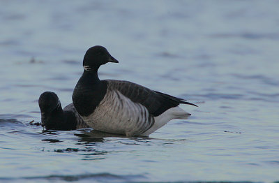 Pale-bellied Brent Geese