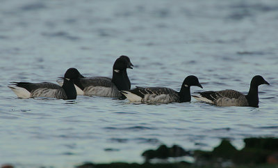 Pale-bellied Brent Geese