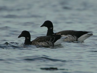 Pale-bellied Brent Geese