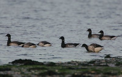 Pale-bellied Brent Geese