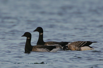 Pale-bellied Brent Geese