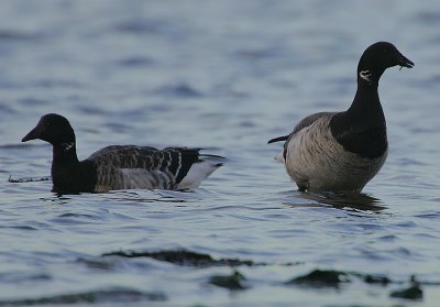 Pale-bellied Brent Geese