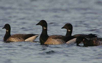 Pale-bellied Brent Geese