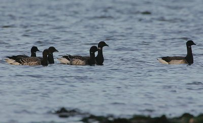 Pale-bellied Brent Geese