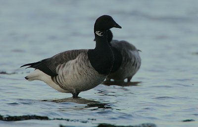 Pale-bellied Brent Goose