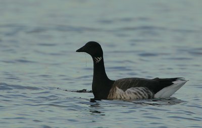 Pale-bellied Brent Goose