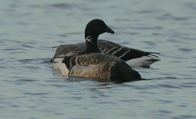 Pale-bellied Brent Goose