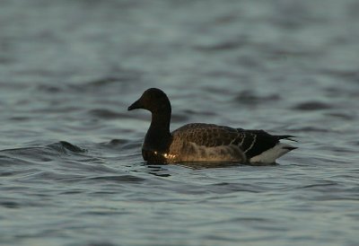 Pale-bellied Brent Goose