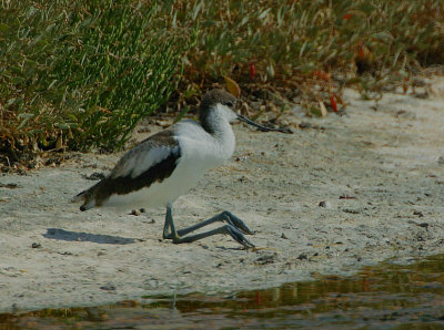 Avocet juvenile