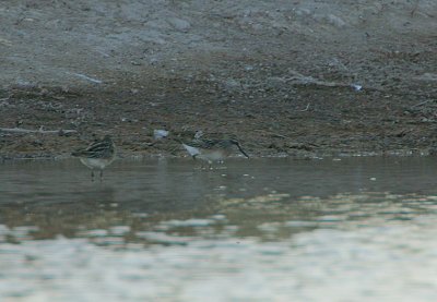 Broad-billed Sandpipers -record shot