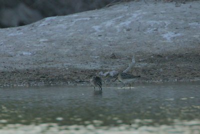 Broad-billed Sandpipers  -record shot