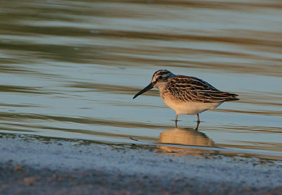 Broad-billed Sandpiper