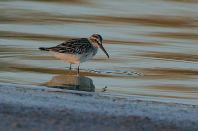 Broad-billed Sandpiper