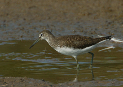 Green Sandpiper