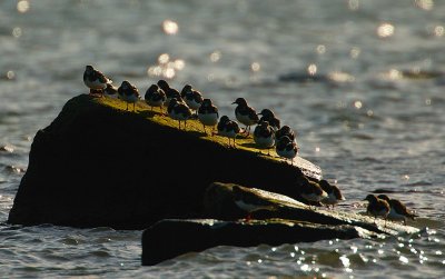Turnstone roost