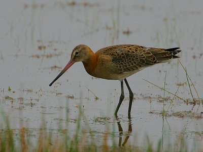 Black-tailed Godwit