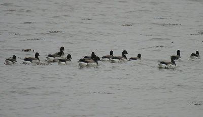 Pale-bellied Brent Geese