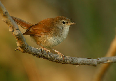 g3/92/811692/3/89985147.aJjrfJKu.jpg