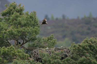 Marsh Harrier over an Osprey Eyrie