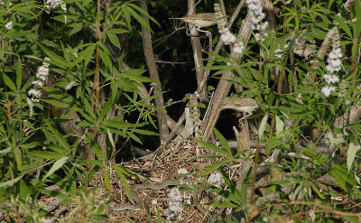 Olivaceous Warblers  mobbing a snake