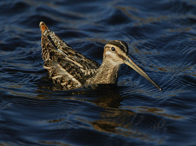 Swimming Snipe