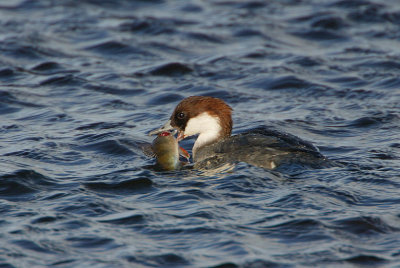 Smew