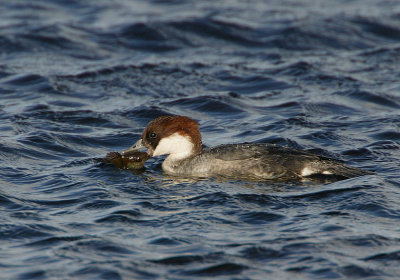 Smew