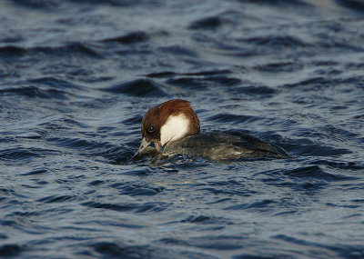 Smew