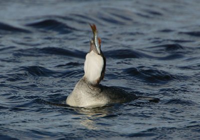 Smew