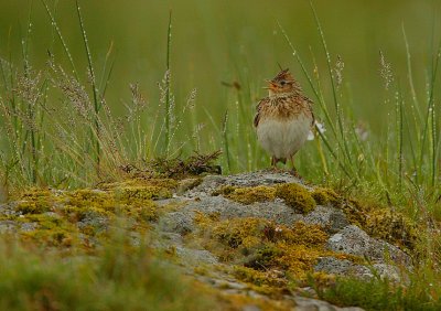 Skylark singing in the rain