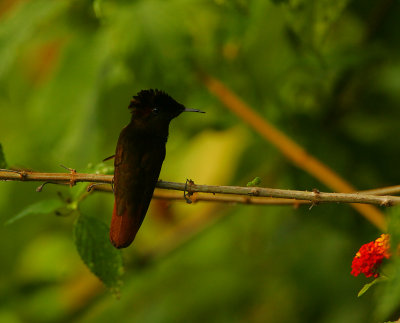 RUBY-TOPAZ HUMMER perched in shade