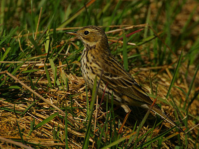 Meadow Pipit