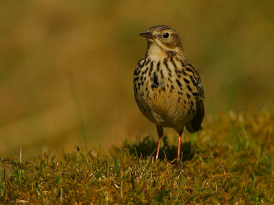 Meadow Pipit