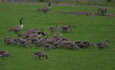 Greater Canada Geese