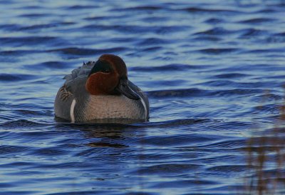 Green-winged Teal (Anas carolinensis)