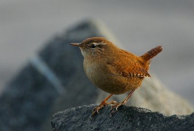 Wren (Troglodytes troglodytes)