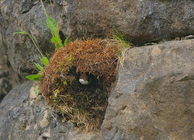 Dipper nest