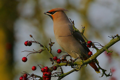 Waxwing (Bombycilla garrulus)