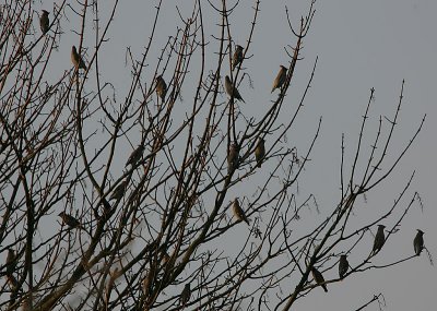 Waxwings